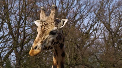 A giraffes head  Stock Footage 271378615