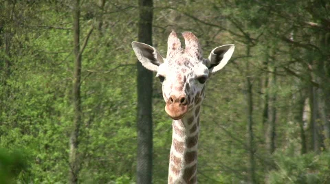 Giraffe's Head HD Видео 724450