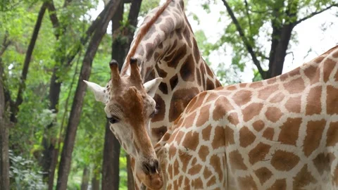A giraffe's head with lush green trees. Stockbeeldmateriaal 334960468