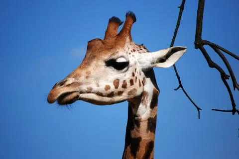 Giraffe's head Stock Photos
