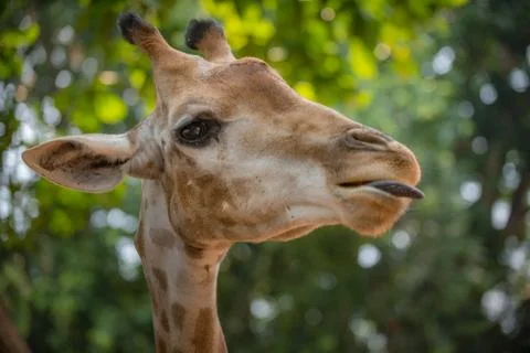 Giraffe's head profile Stock Photos