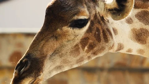 Giraffes head in shadow Stock Footage 86561933