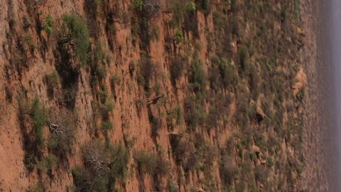 Giraffes from Helicopter Vídeos de archivo 234679032