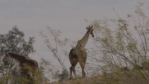 Giraffes on a hill Stock Footage 267109015