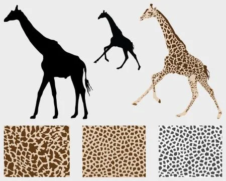 Giraffes Stock Illustration