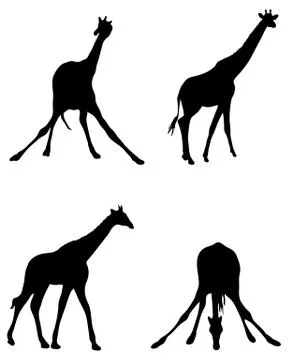 Giraffes Stock Illustration