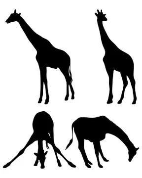 Giraffes Stock Illustration