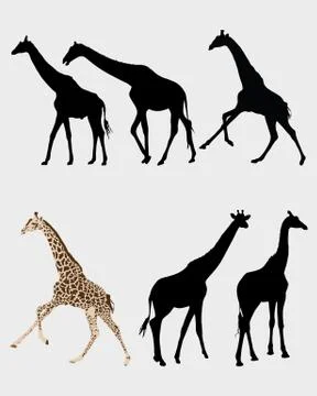 Giraffes Stock Illustration