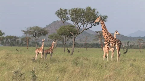 Giraffes in Kenya Stock-Footage 113122