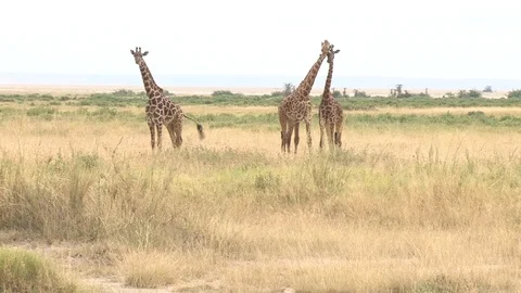 Giraffes in Kenya Stock Footage 117461614
