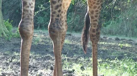 Giraffe's Legs 1 Stock Footage 11625895