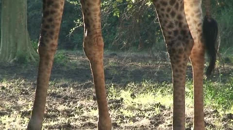 Giraffe's Legs 2 Stock Footage 11653666