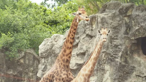 Giraffes looking at camera Stock Footage 45948747