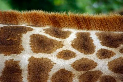 Giraffe's neck Stock Photos
