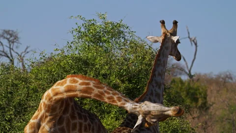 Giraffes ''necking'' behaviour Stock Footage 263047484