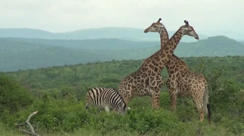 Giraffes necking Stock Footage 11142801