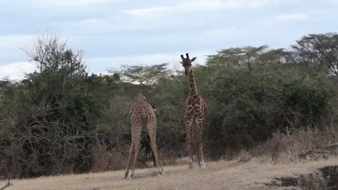 Giraffes Necking Video stock 70606842