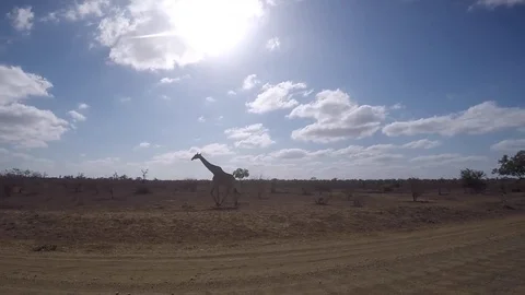 Giraffes next to the road. Stock Footage 80034898