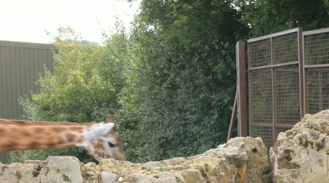 Giraffes pace by gate Video stock 861089