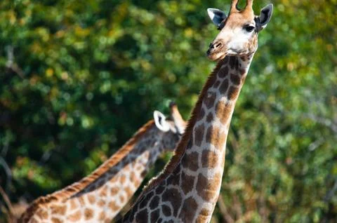 Giraffes Stock Photos