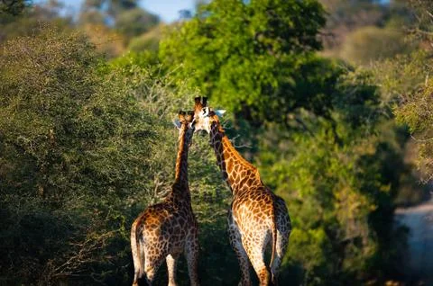 Giraffes Stock-Fotos