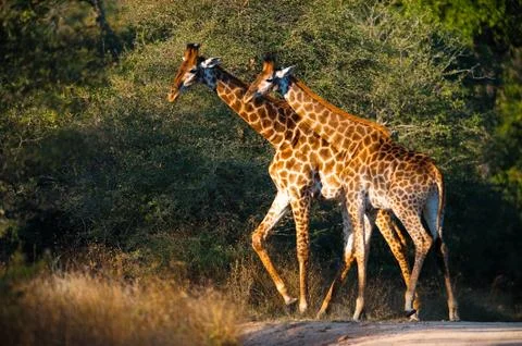 Giraffes Stock Photos