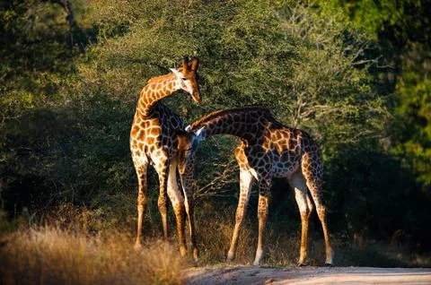 Giraffes Stock-Fotos