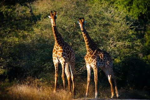 Giraffes Stock-Fotos