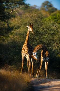 Giraffes Stock-Fotos