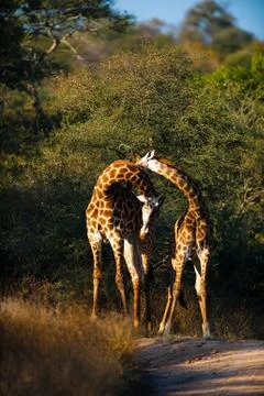 Giraffes Stock-Fotos