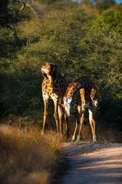 Giraffes Stock-Fotos