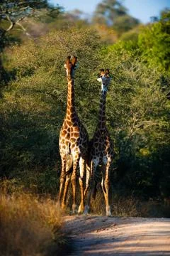 Giraffes Stock-Fotos