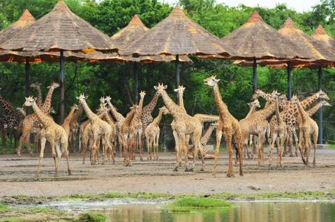 Giraffes Foto stock