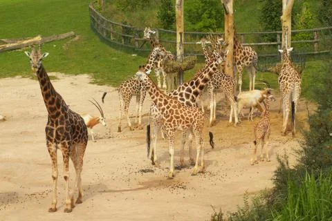 Giraffes Stock Photos