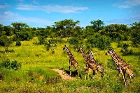 Giraffes Stock Photos