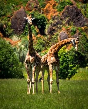 Giraffes Stock Photos