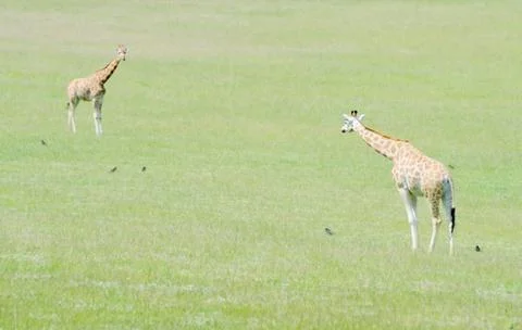 Giraffes Stock Photos
