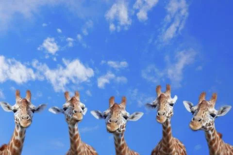 Giraffes Stock Photos