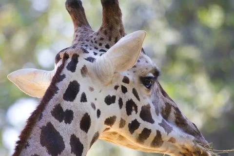 Giraffes Stock-Fotos