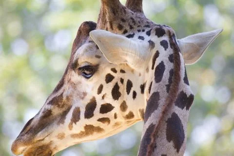 Giraffes Stock-Fotos
