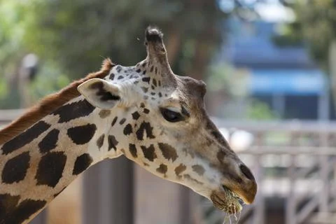 Giraffes Stock-Fotos