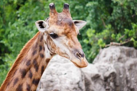 Giraffes Stock Photos