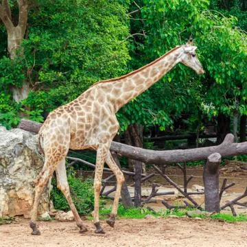 Giraffes Stock Photos