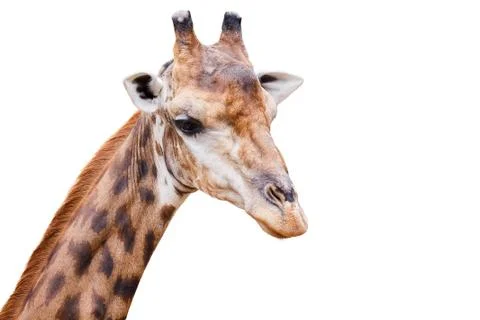 Giraffes Stock Photos