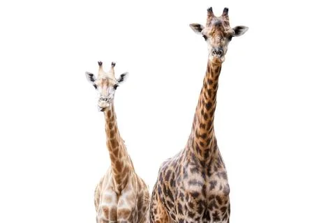 Giraffes Foto stock