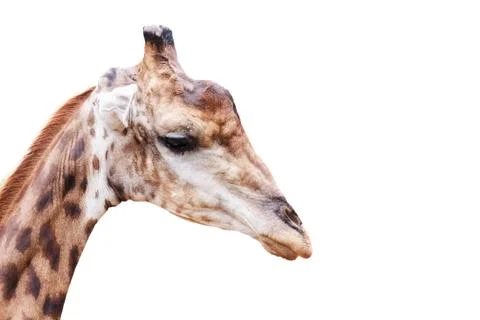 Giraffes Stock Photos