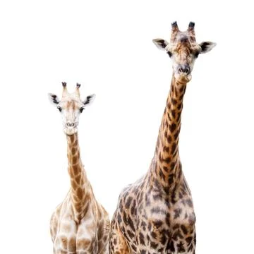 Giraffes Stock Photos