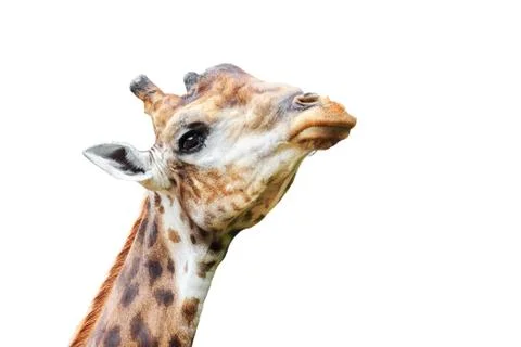 Giraffes Stock Photos