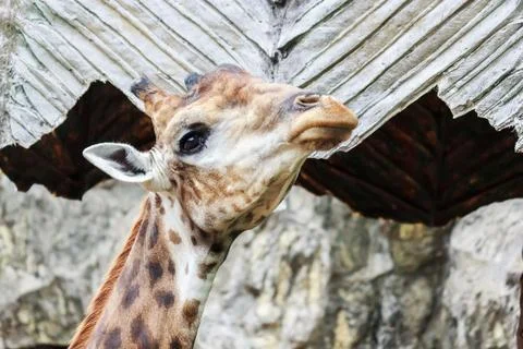 Giraffes Stock Photos