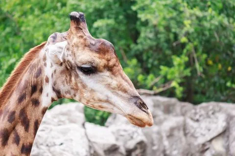 Giraffes Stock Photos